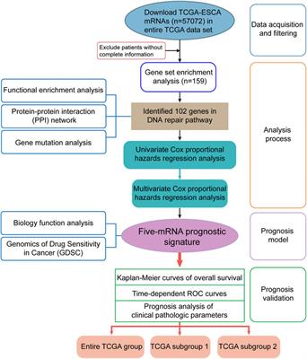 Identification of DNA-Repair-Related Five-Gene Signature to Predict Prognosis in Patients with Esophageal Cancer